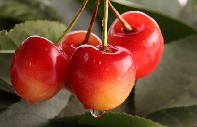 白山市樱桃种植生态循环农业观光园可研报告